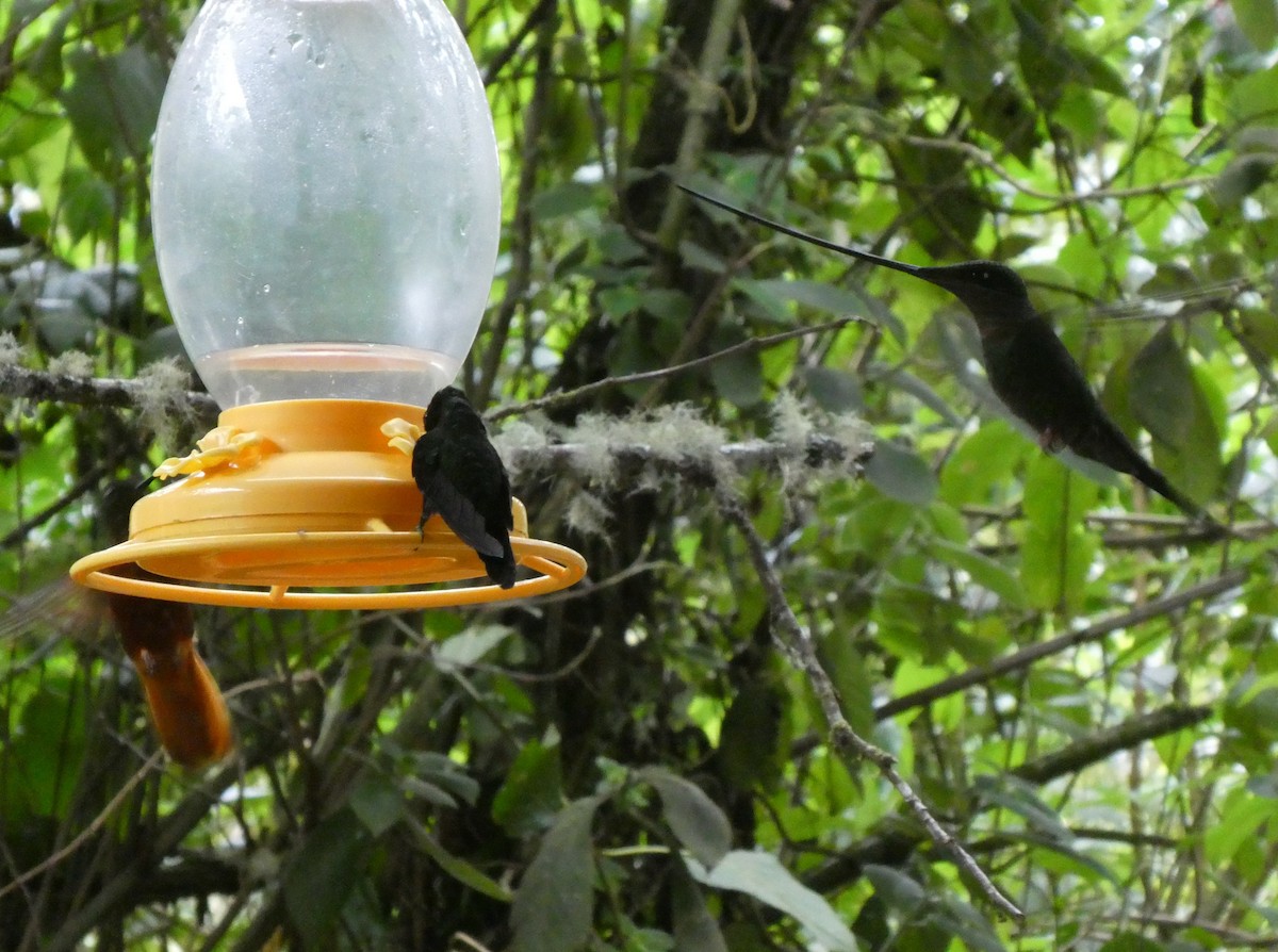 Schwertschnabelkolibri - ML644635863