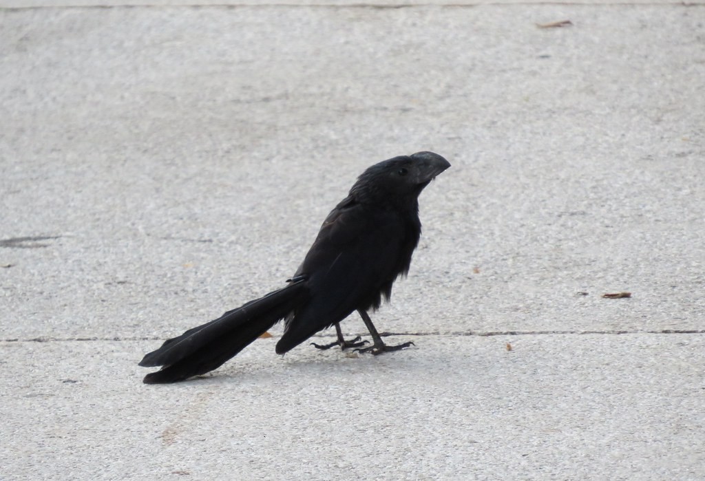 Riefenschnabelani - ML644635865