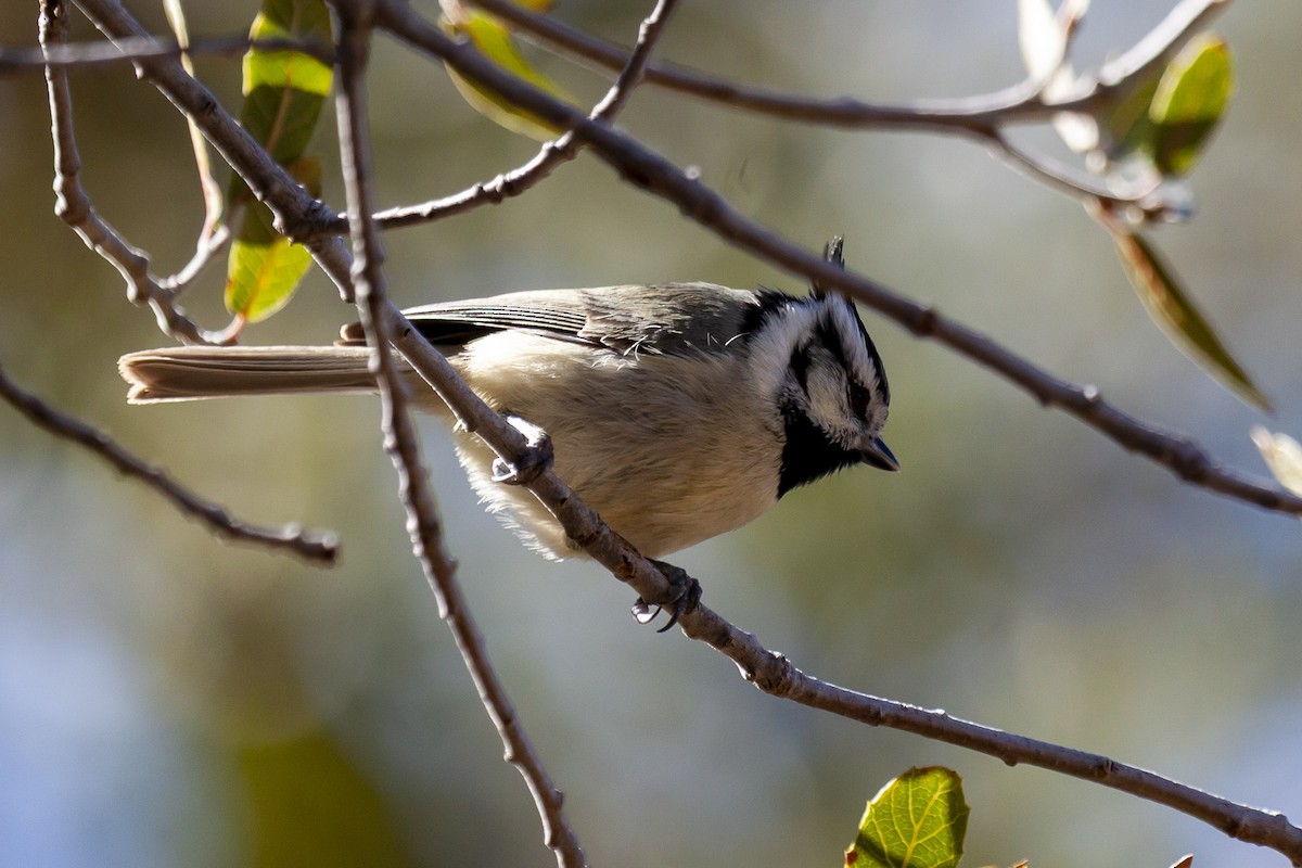 Brillenmeise - ML644635866