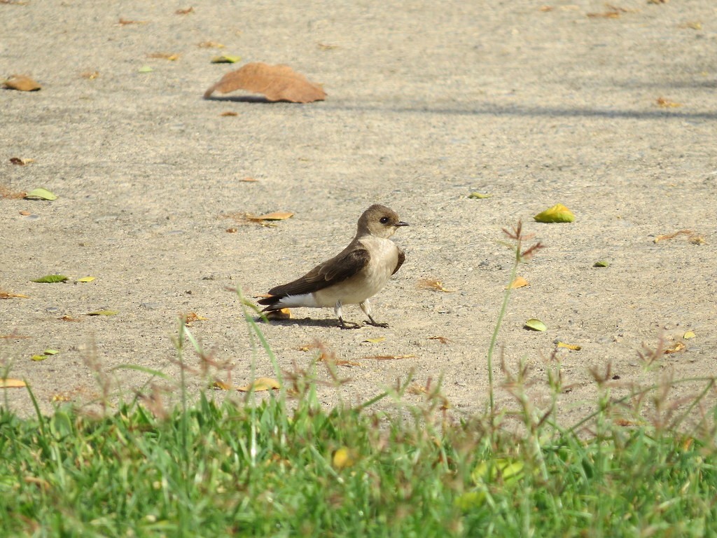 Graukehlschwalbe - ML644635868