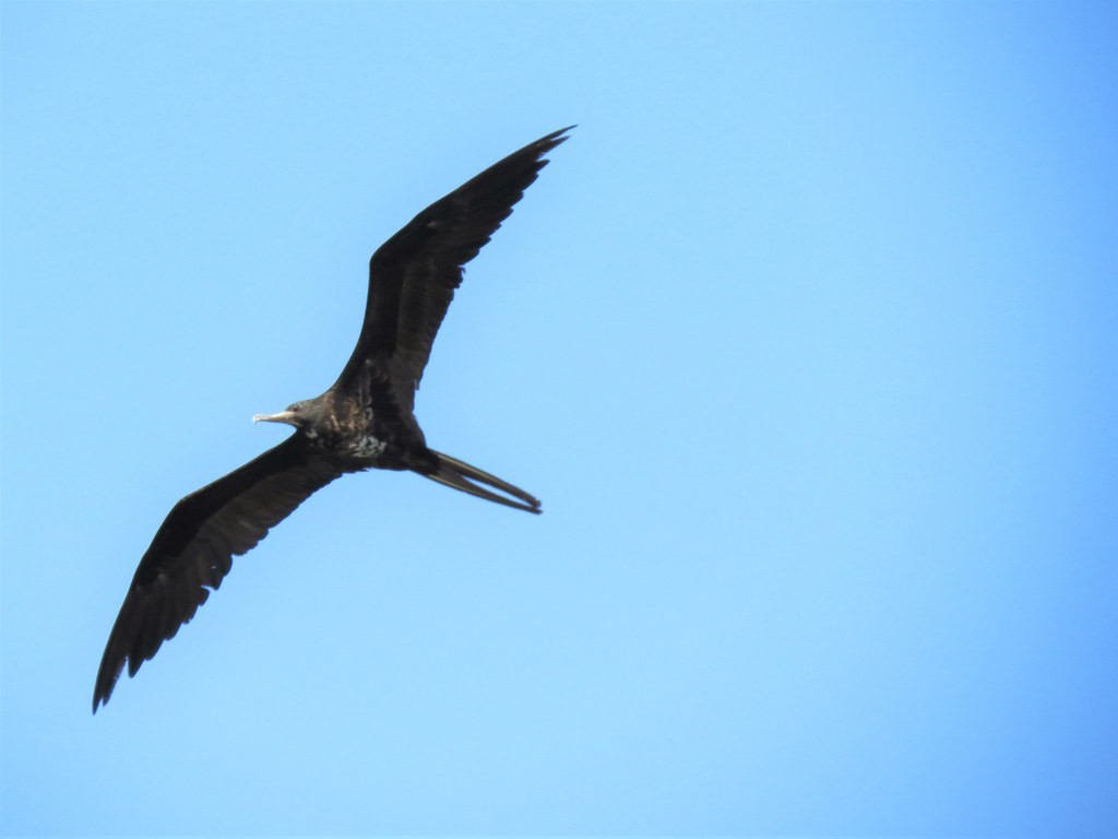 Prachtfregattvogel - ML644635869