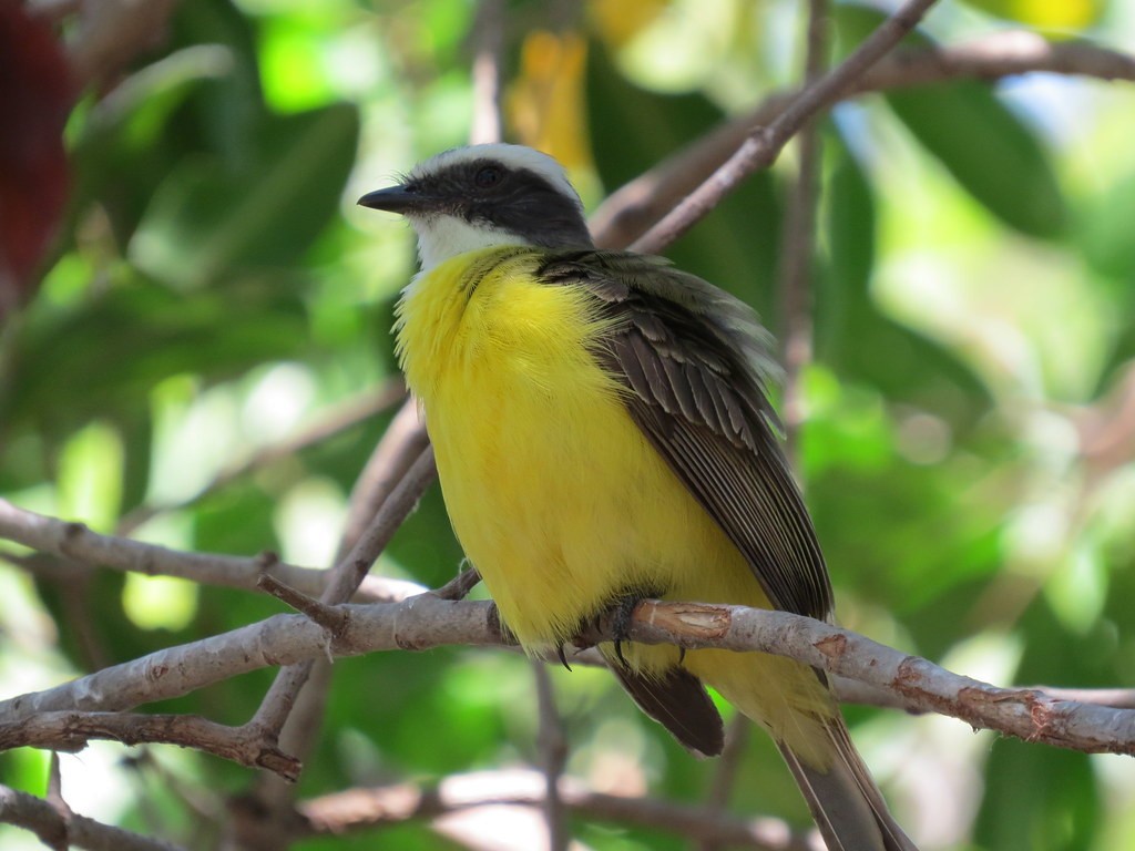 Rotscheitel-Maskentyrann - ML644635870