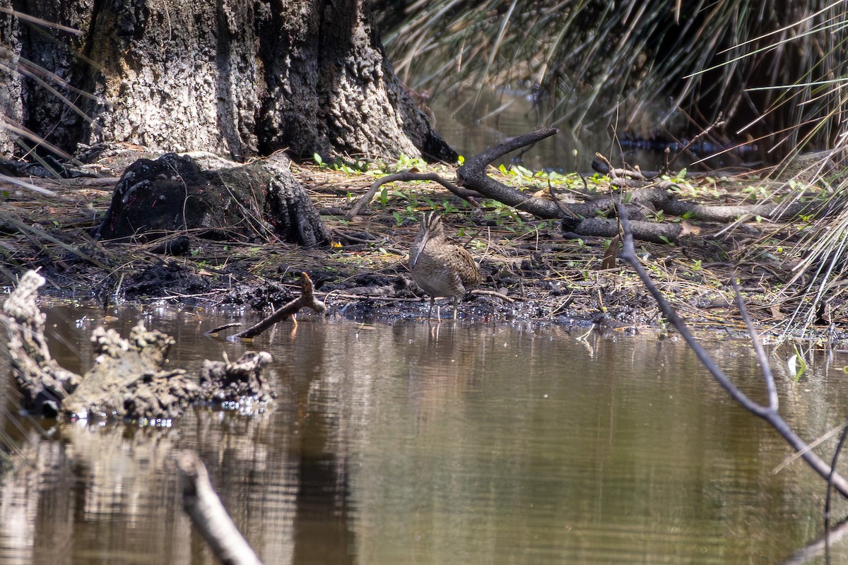 Japanbekassine - ML644635873