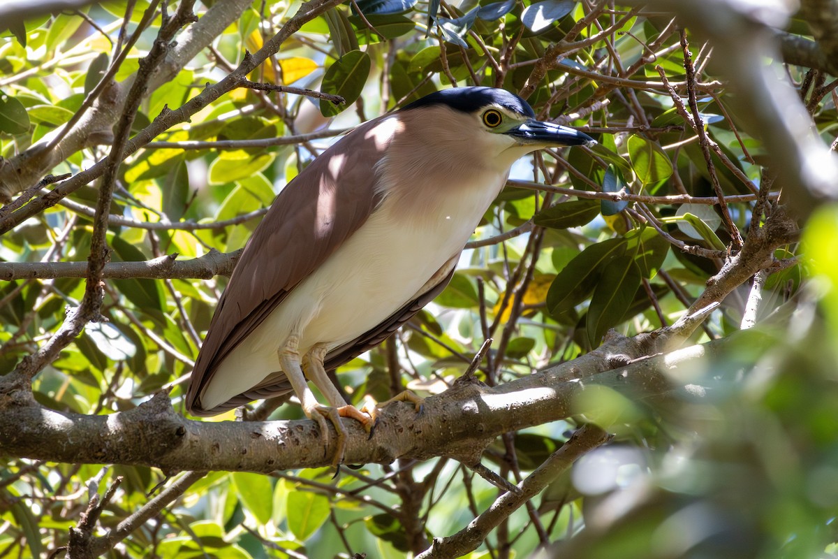 Rotrückenreiher - ML644635875