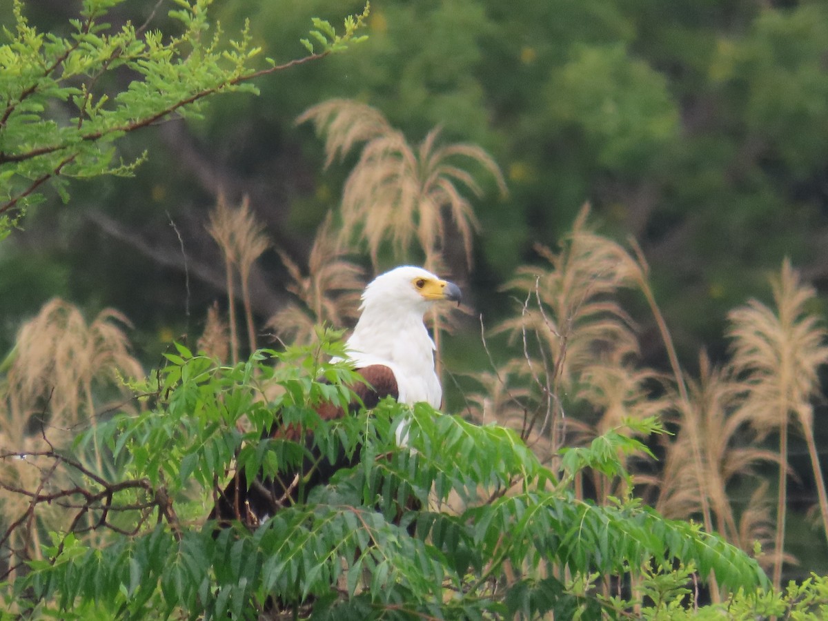 Mosambikgirlitz - ML644635877