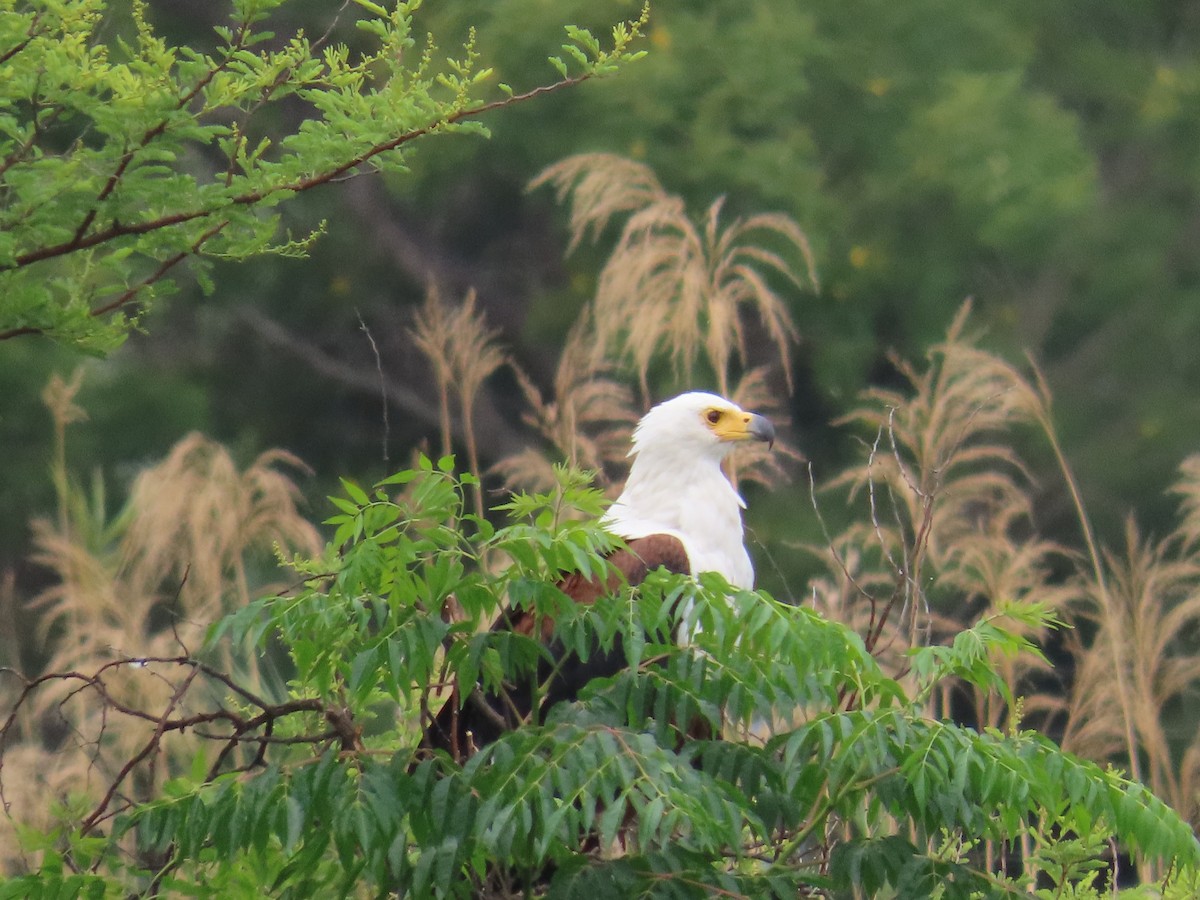 Mosambikgirlitz - ML644635878