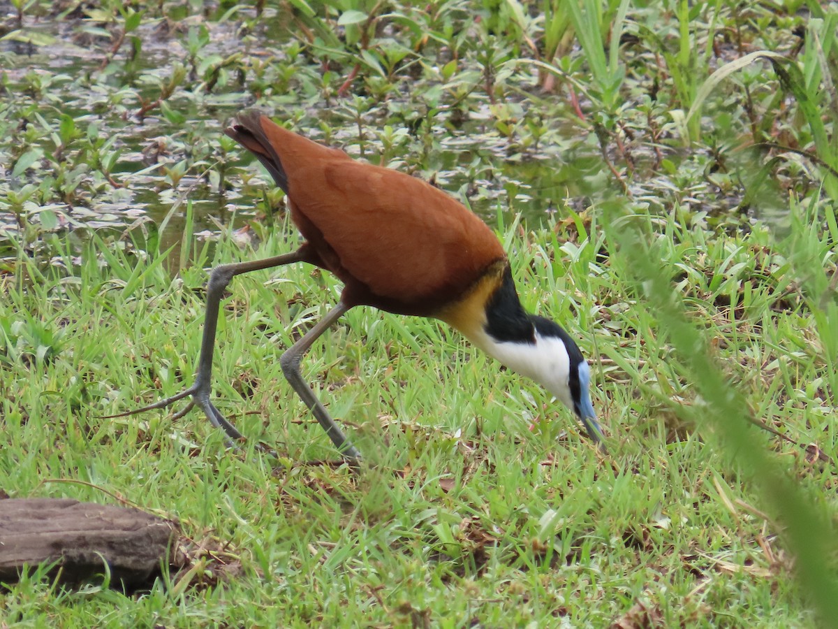 Mosambikgirlitz - ML644635879