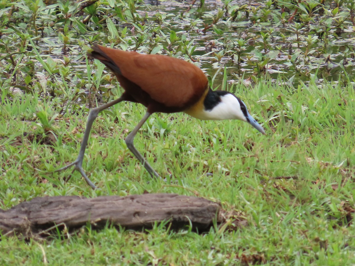 Mosambikgirlitz - ML644635880