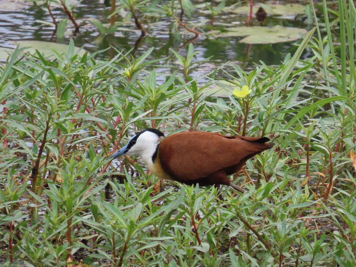 Mosambikgirlitz - ML644635882