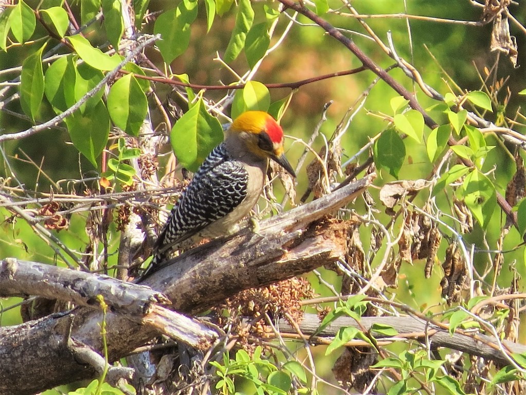 Goldwangenspecht - ML644635883