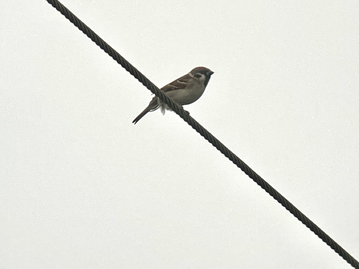 Feldsperling - ML644635884