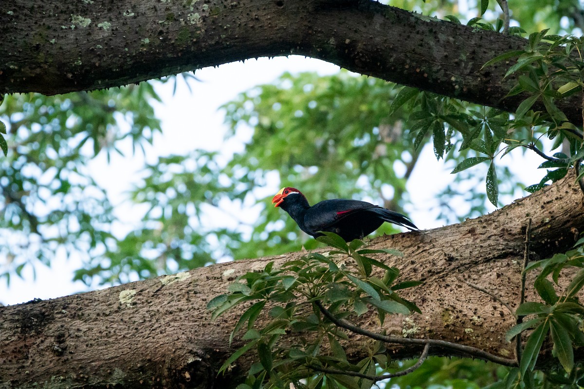 Турако фіолетовий - ML644635887