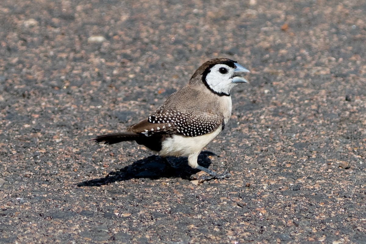 Diamante de Bicheno - ML644635888