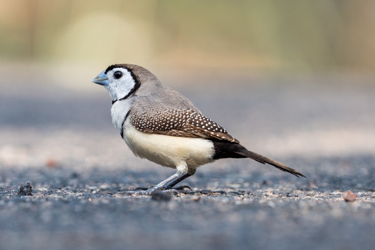 Diamante de Bicheno - ML644635889