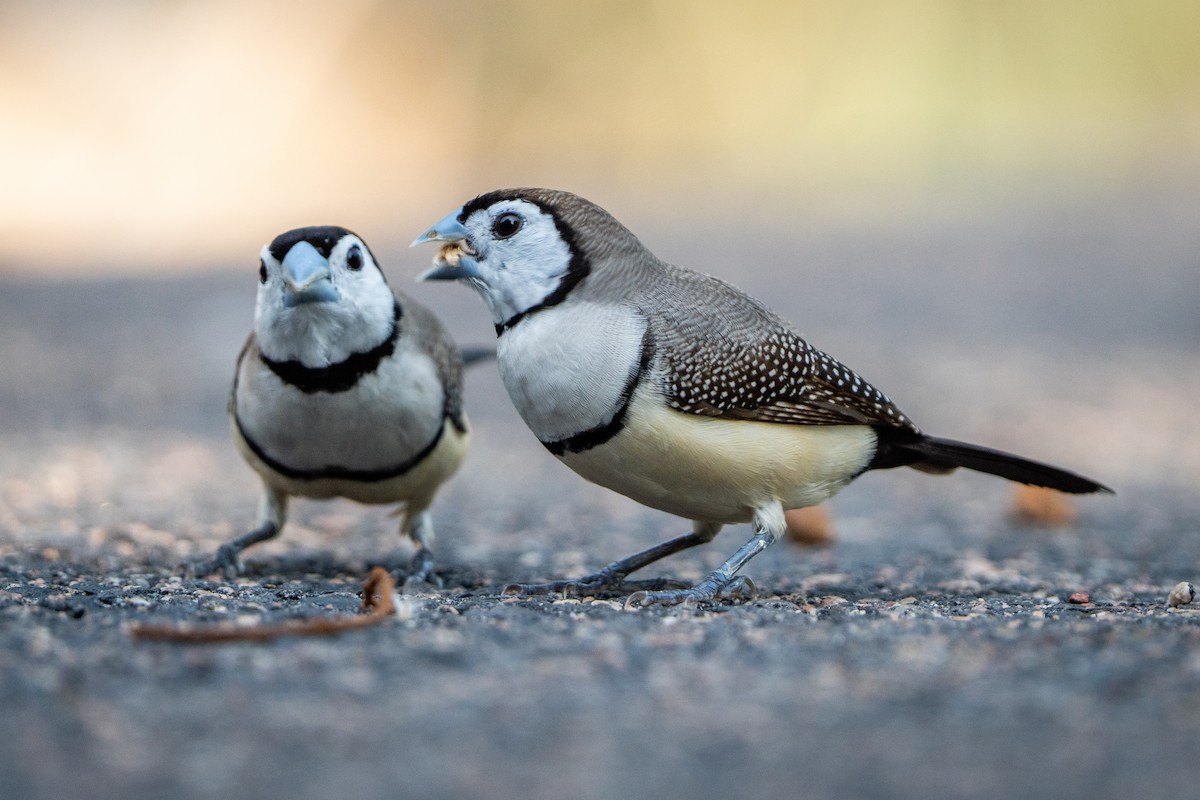 Diamante de Bicheno - ML644635891