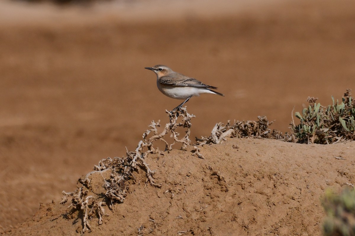 Collalba Gris - ML644635893