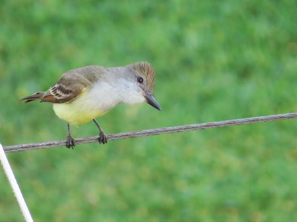 Copetón Tiranillo - ML644635894