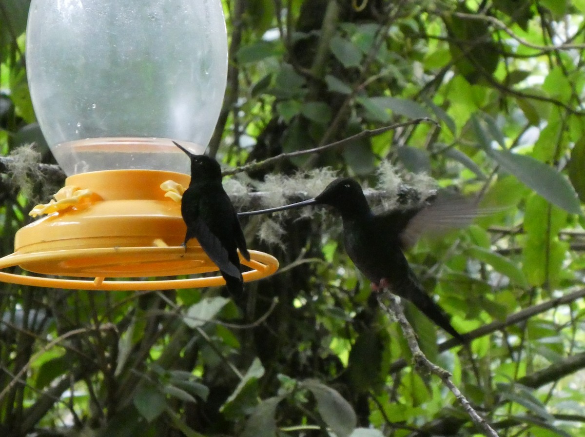 Inca Alihabano - ML644635897