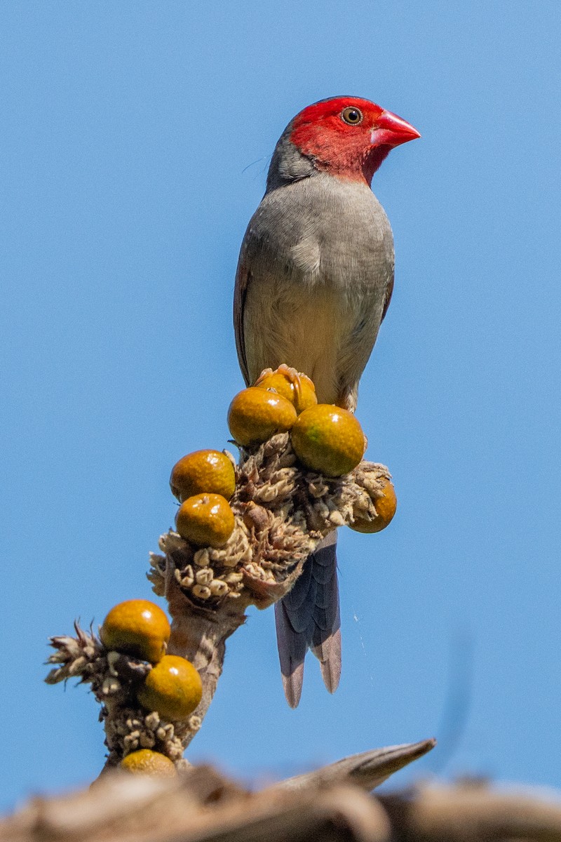 Diamante Escarlata - ML644635901