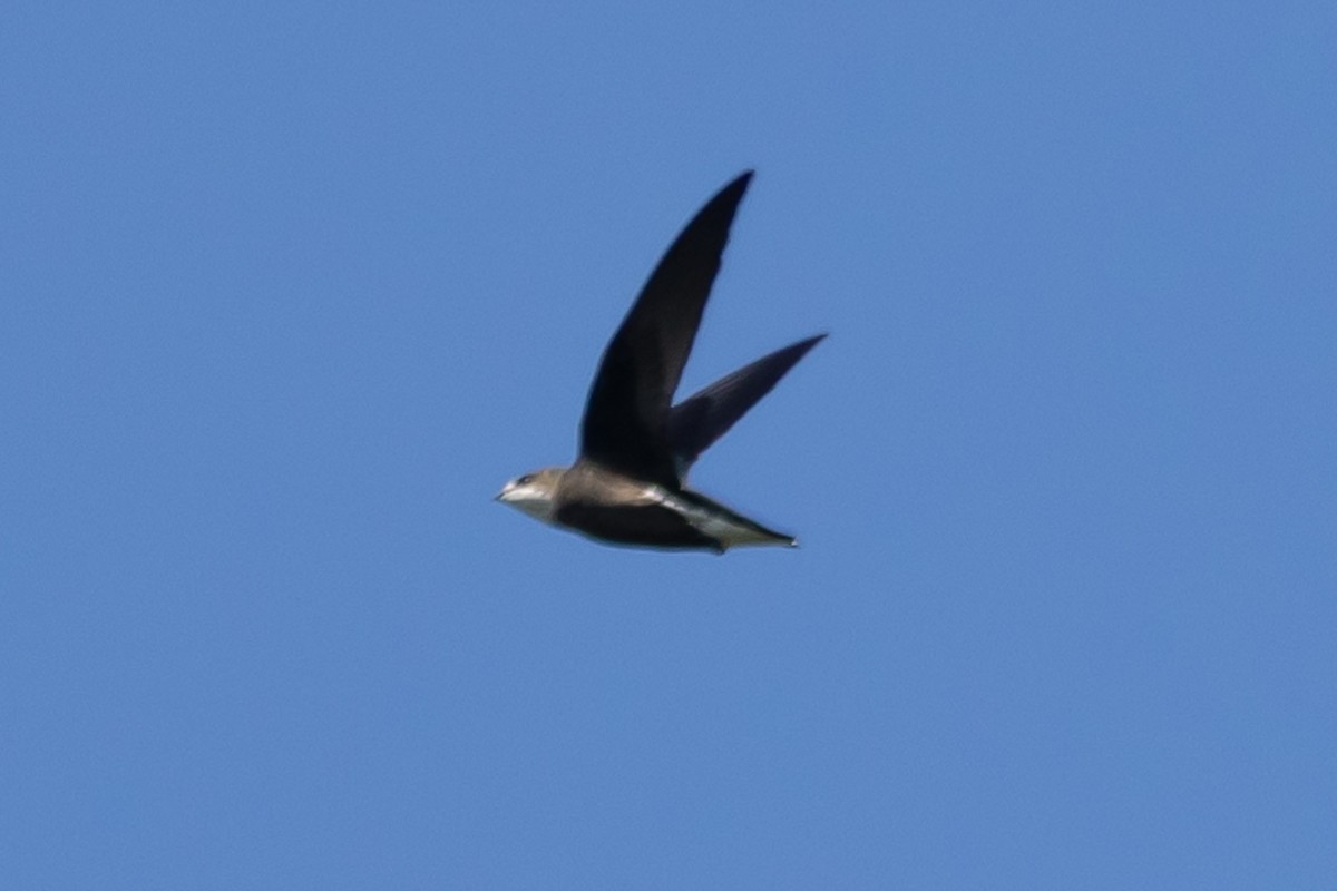 White-throated Needletail - ML644635914