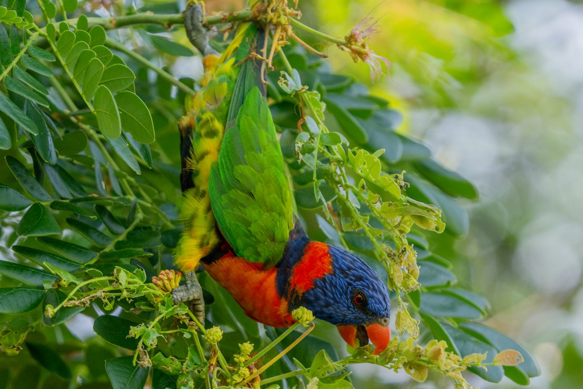 Red-collared Lorikeet - ML644635916