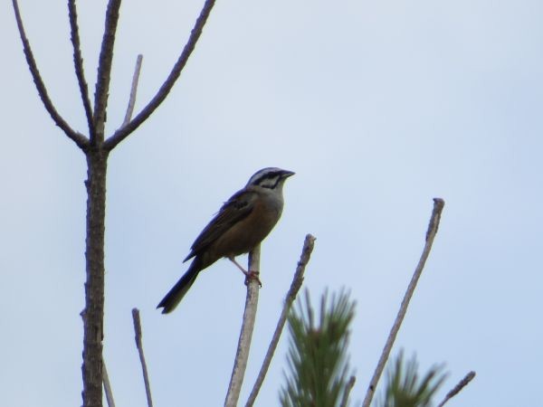 Bruant fou - ML644635917