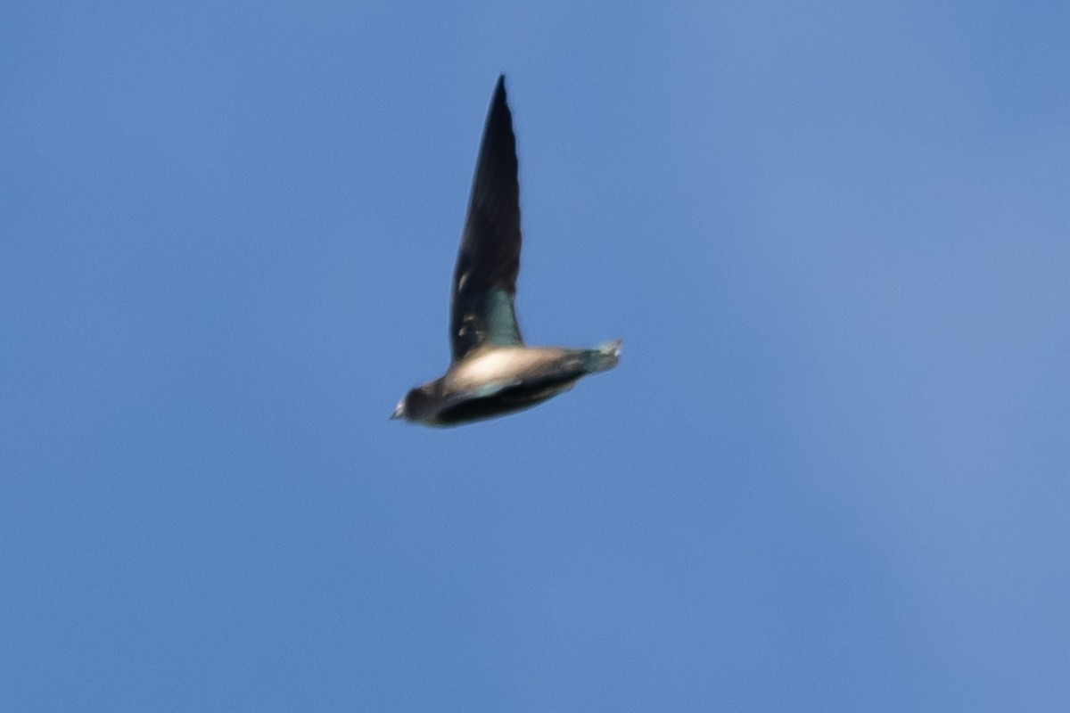 White-throated Needletail - ML644635919