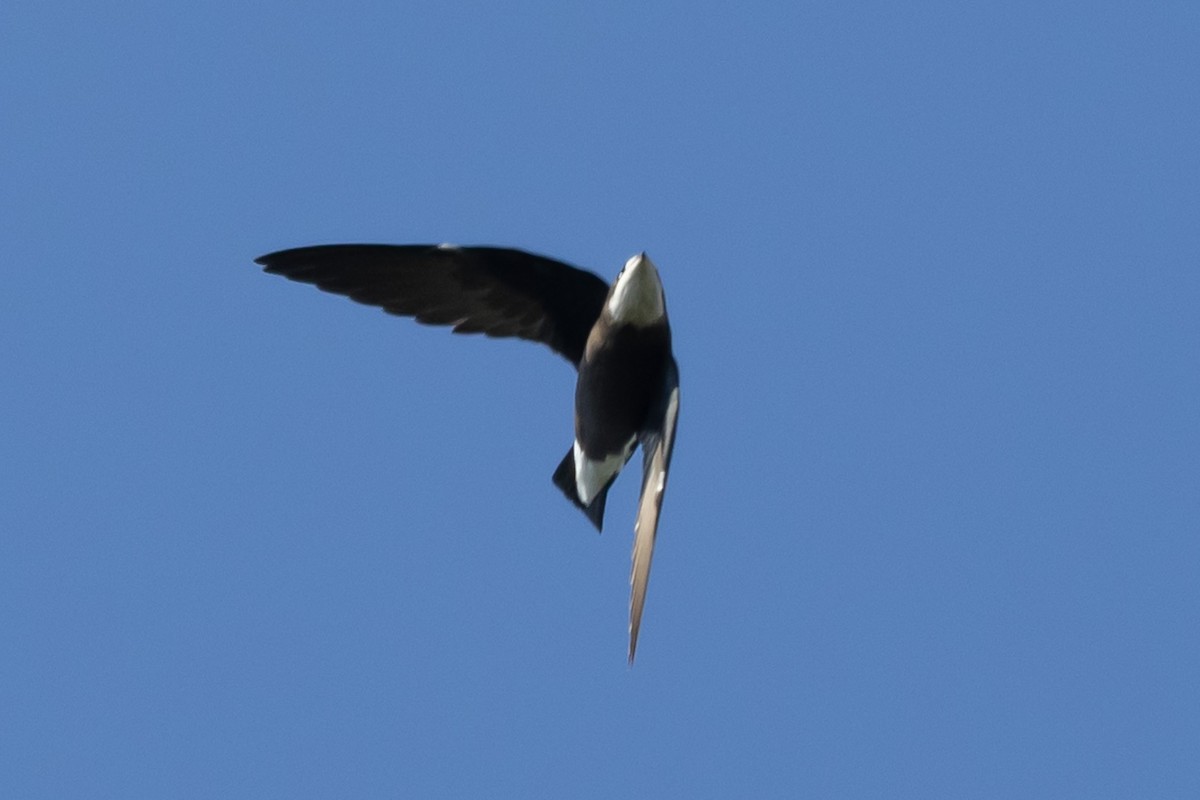White-throated Needletail - ML644635922
