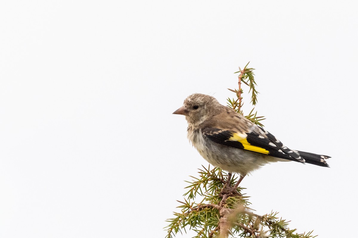 European Goldfinch - ML644635923