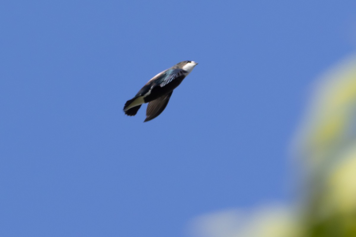 White-throated Needletail - ML644635925