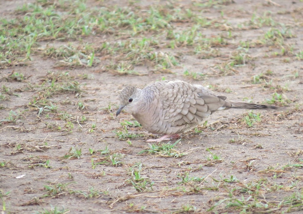 Inca Dove - ML644635932