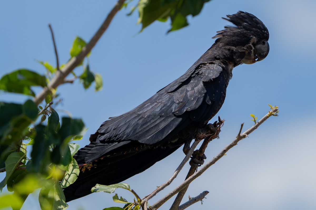 Red-tailed Black-Cockatoo - ML644635938
