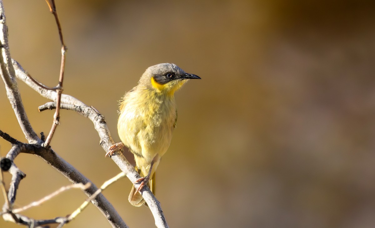 medosavka šedohlavá - ML644635939