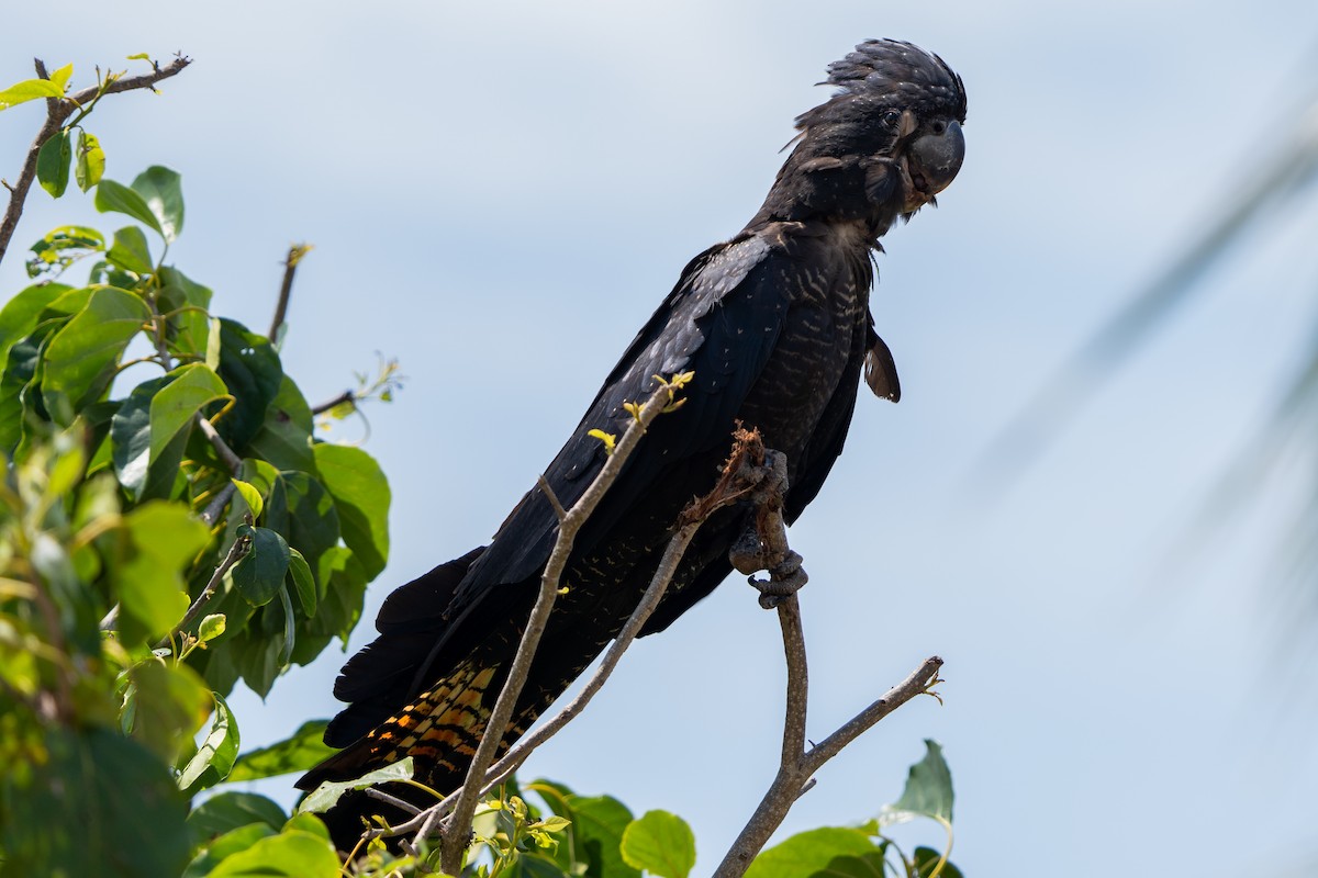 Red-tailed Black-Cockatoo - ML644635941
