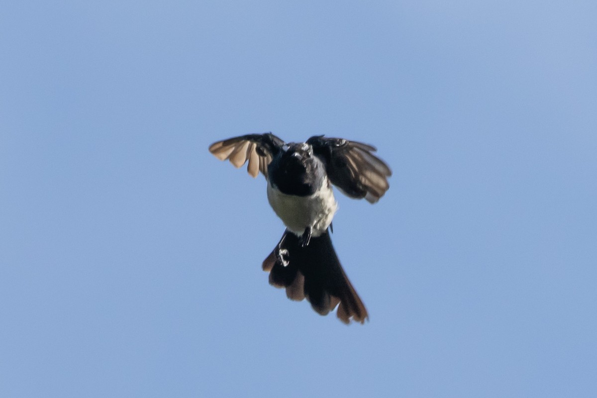 Willie-wagtail - ML644635942