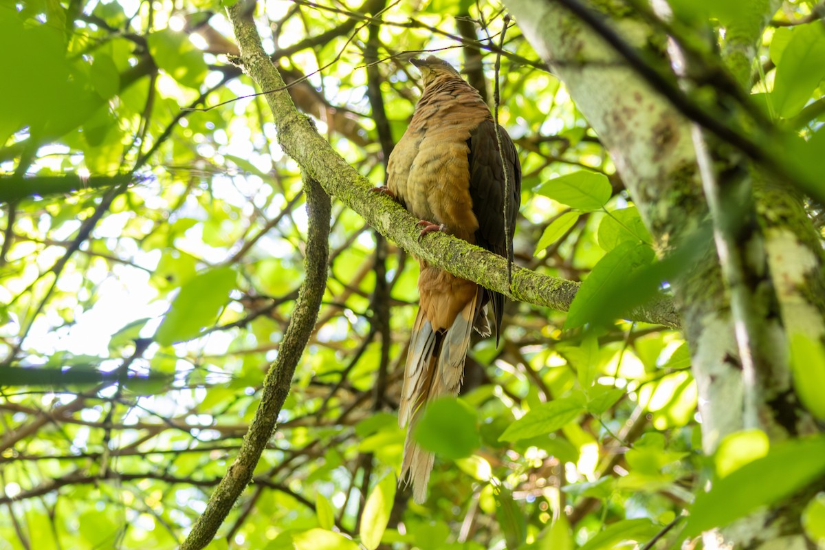 Brown Cuckoo-Dove - ML644635943