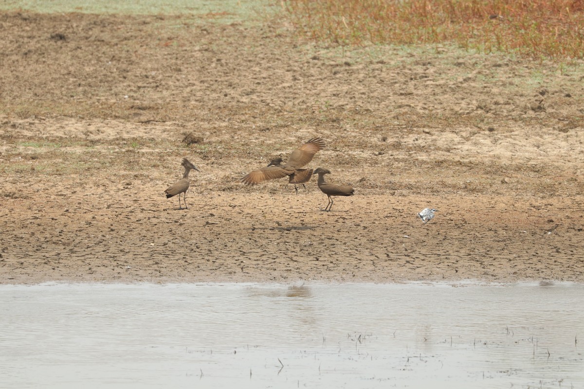 Hamerkop - ML644635944