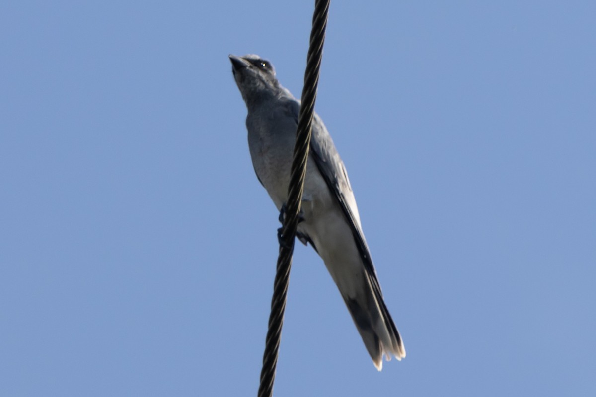 Black-faced Cuckooshrike - ML644635948