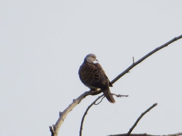 Tourterelle des bois - ML644635952