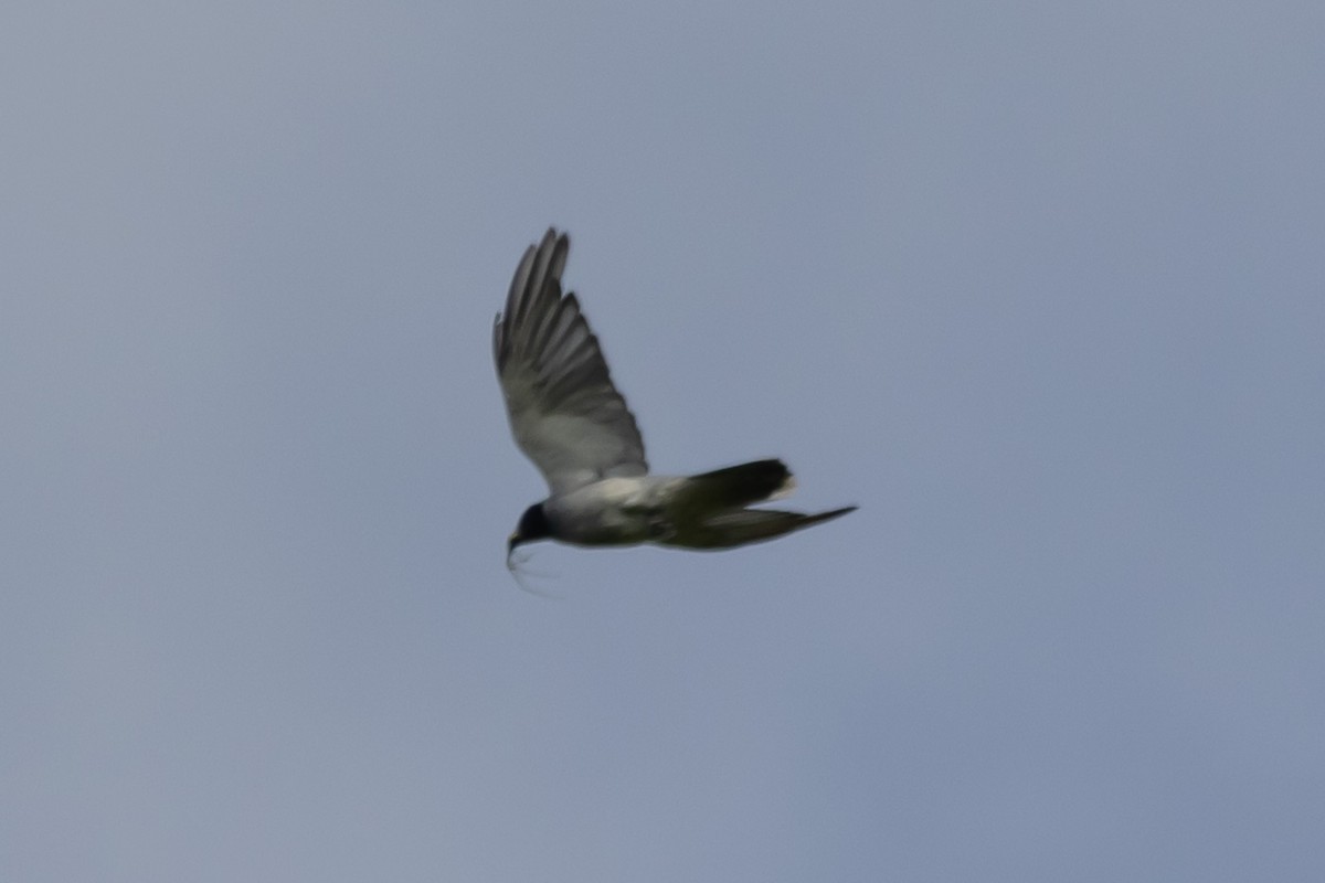 Black-faced Cuckooshrike - ML644635959