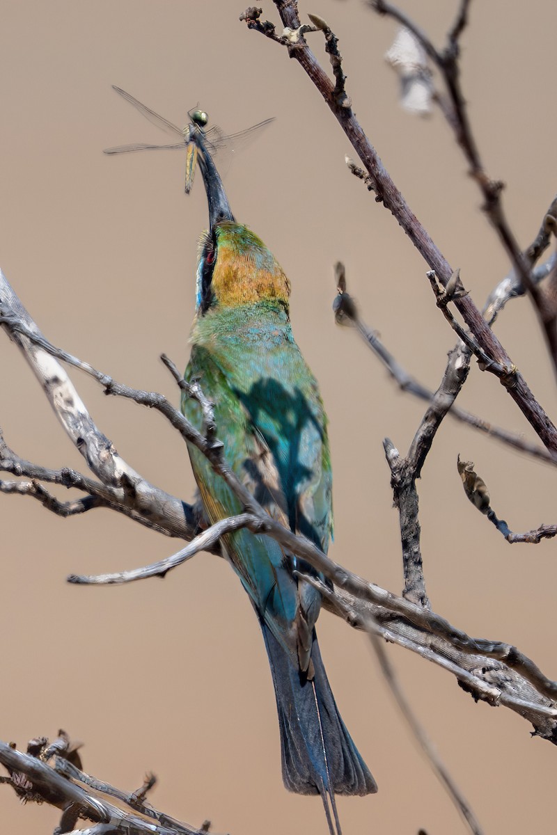 Regenbogenspint - ML644635960