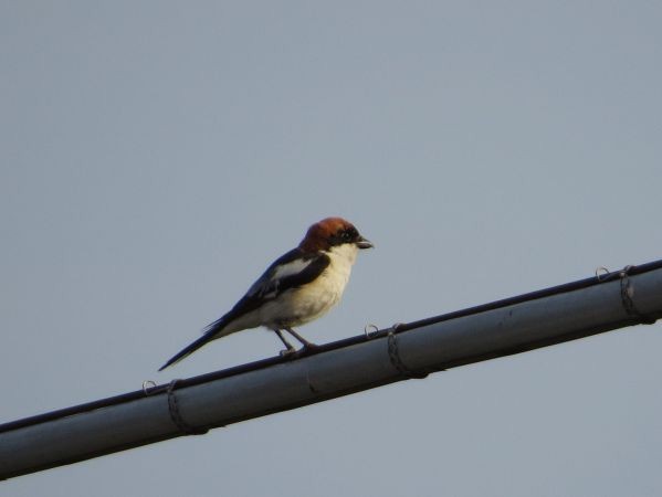 Pie-grièche à tête rousse - ML644635961