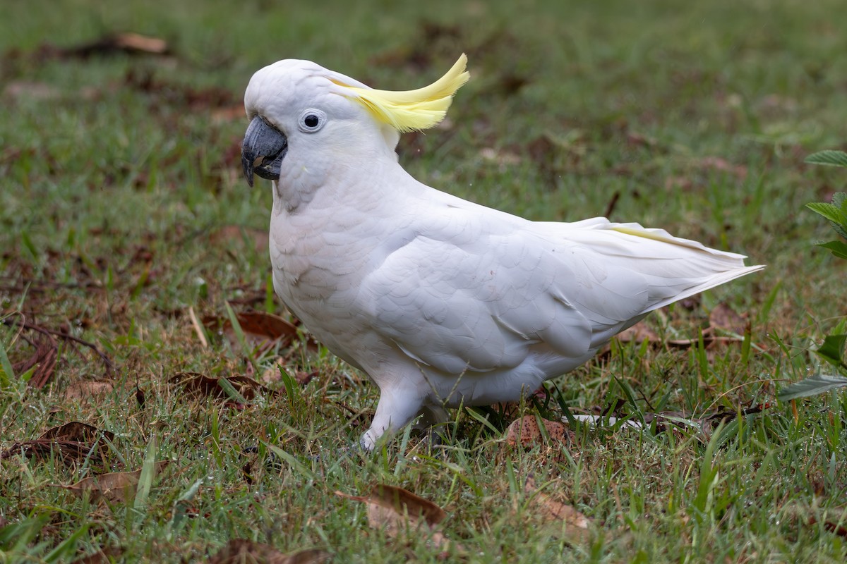 Sulphur-crested Cockatoo - ML644635962