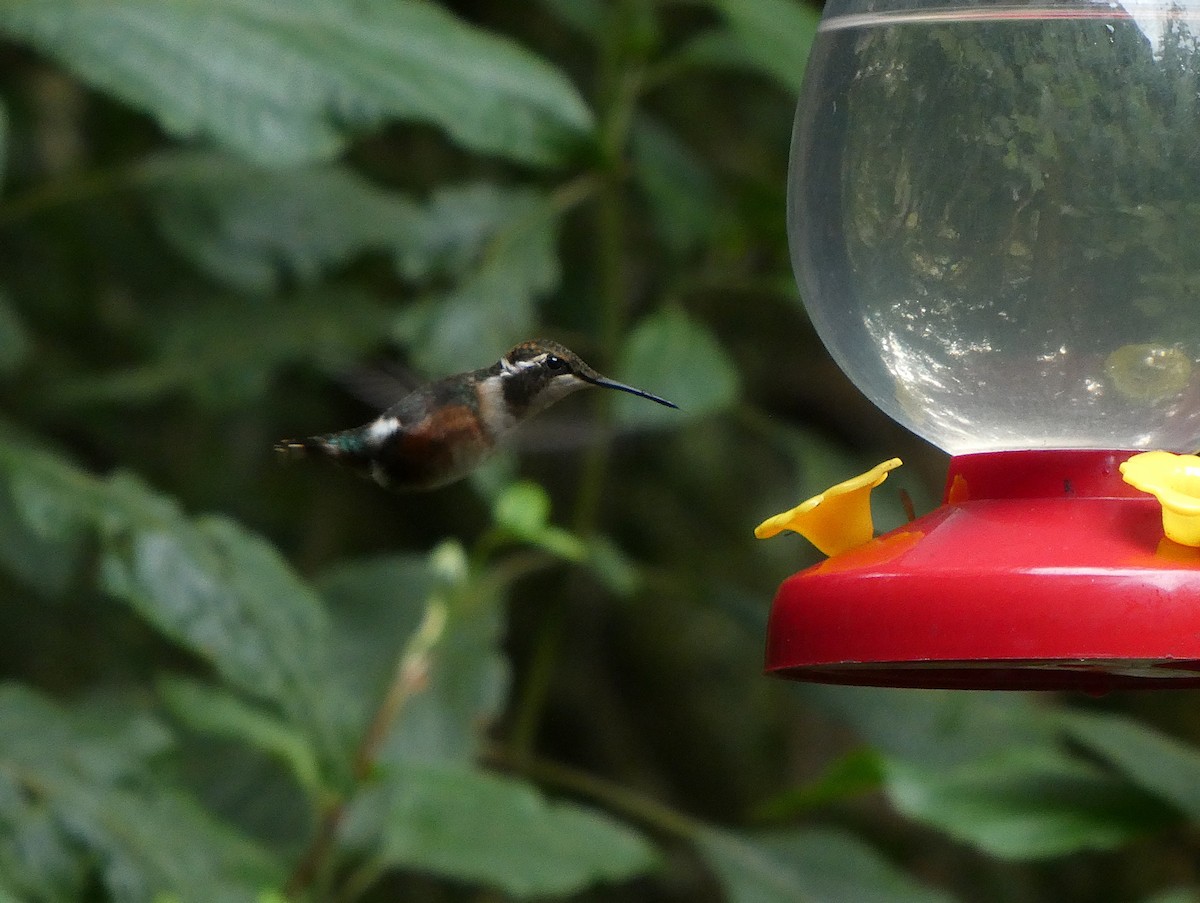 Ak Göbekli Ormanyıldızı - ML644635963