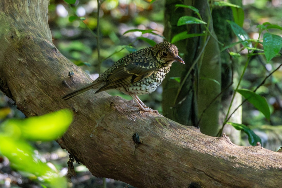 Bassian Thrush - ML644635965