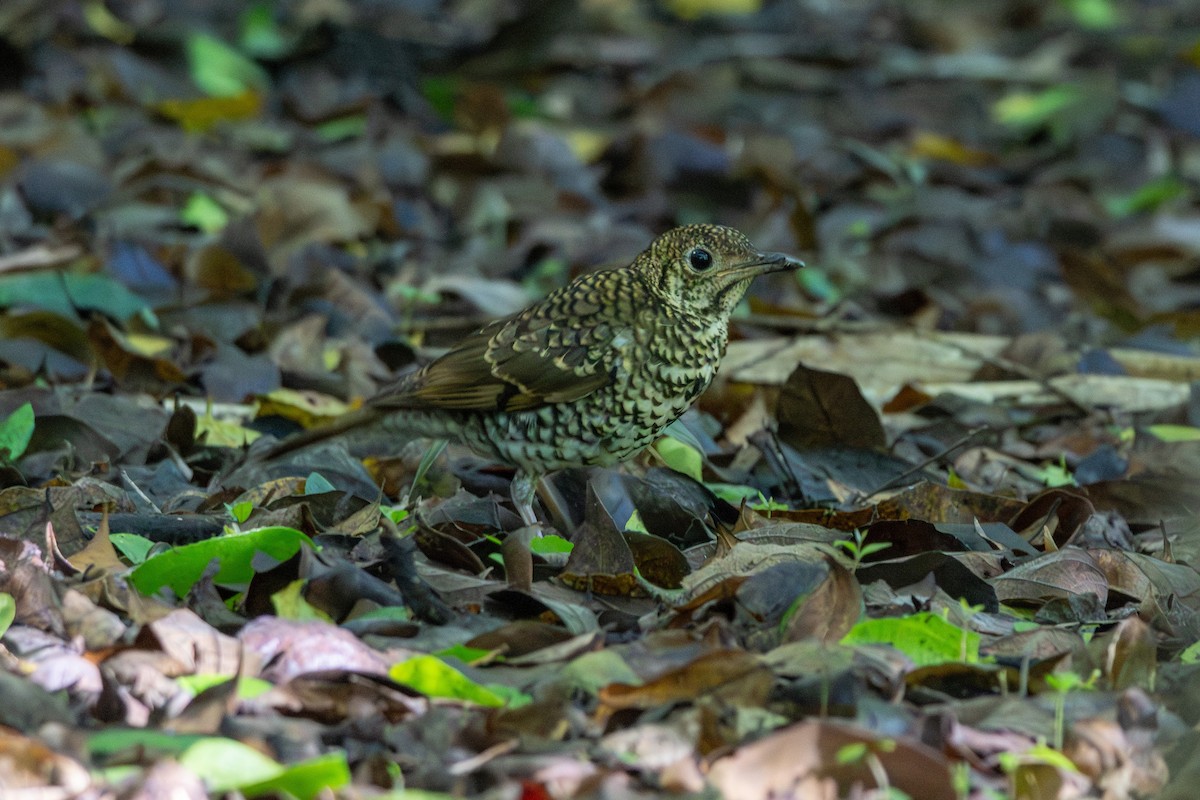 Bassian Thrush - ML644635966