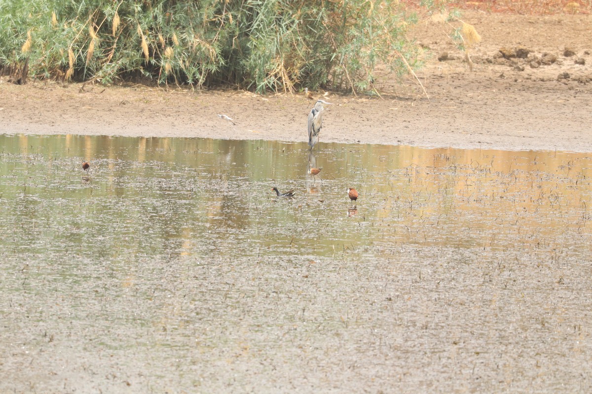 אנפה אפורה - ML644635968