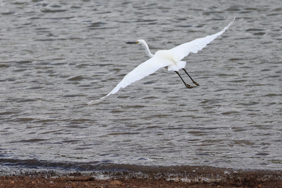 לבנית קטנה - ML644635970