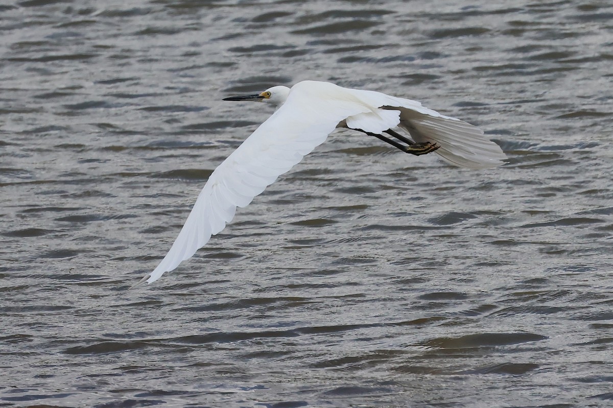 לבנית קטנה - ML644635971