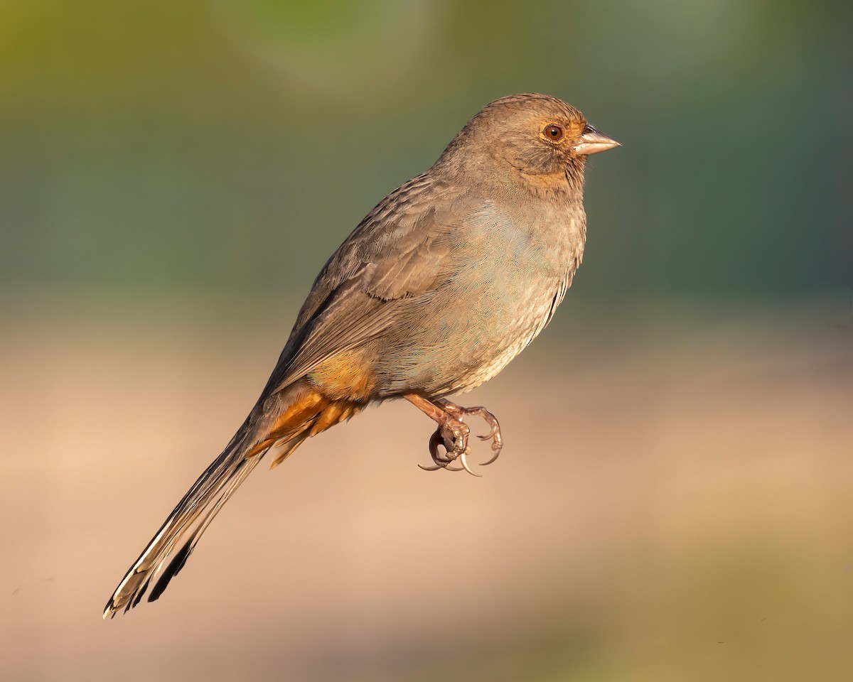 California Towhee - ML644635974